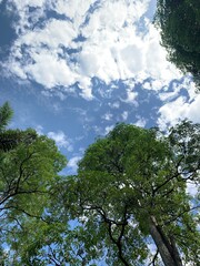 trees and clouds