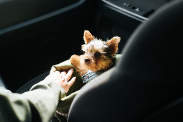 Yorkshire terrier puppy in a dog bag riding in a car with its owner, close-up