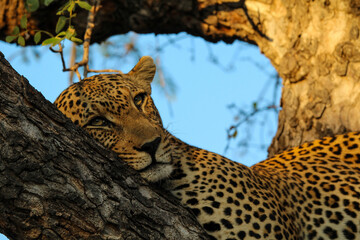 Close-up leopard in the tree © Emily