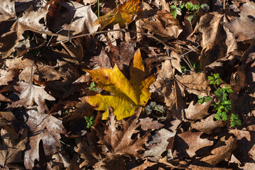 The fallen leaves in autumn forest at sunny weather