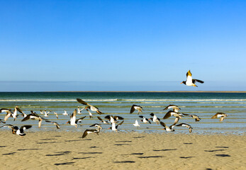 Oystercatcher on the beach 