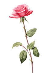 Fototapeta premium illustration showcasing a romantic single rose bud on a transparent background