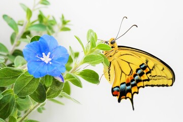 白バックにアメリカンブルーの可愛い青色の花と緑の葉に羽を閉じて捉まるキアゲハチョウのアップ