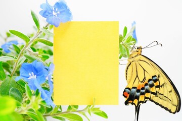 白背景に美しいアメリカンブルーの花とキアゲハ蝶を添えたかわいいメッセージスペースのモックアップ
