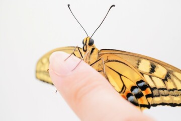 白背景に女性の指先に翅を開いて止まる裏翅の美しい黒と黄色のキアゲハチョウ