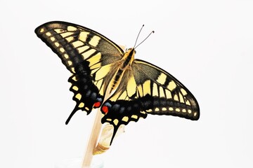 ホワイトバックに木の棒に翅を広げて止まる一匹の美しいキアゲハ蝶