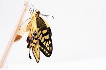 白バックに細い木の棒で翅を乾かす羽化したてのキアゲハ蝶の背中のアップ