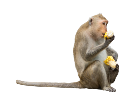 Single monkey or macaca hungry hold corn in hand. It's sit eating delicious enjoy moment, relaxed and feeling happy. Isolated on white background with clipping path and transparent.