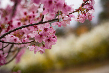 pink cherry blossom
