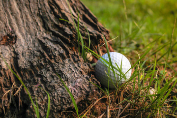 Obstacles to playing golf The golf ball fell at the base of the tree.