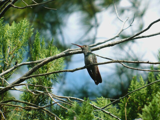 Colibrí sobre Pino © Krist