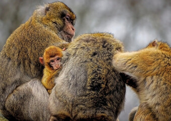 mother and baby baboon