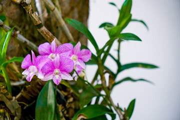beautiful orchid flowers on tree