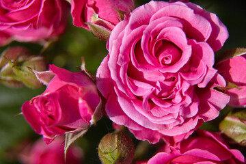 Pink roses