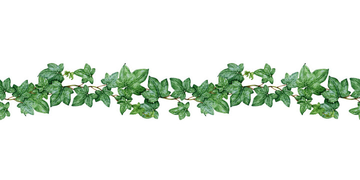 Hedera plant seamless border. Watercolor painted illustration. Hand drawn green lush hedera helix botanical image. Fresh green ivy with leaves element. Ivy stems seamless border on white background