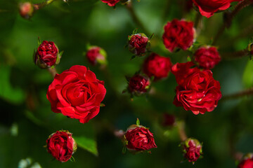 The bush of red roses 