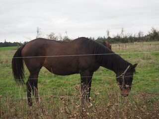 Obraz premium Horses in a Field