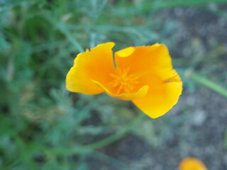 Flowers in a Field