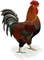 rooster isolated on white background