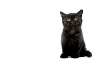 A gray purebred fluffy kitten sits on a white isolated background