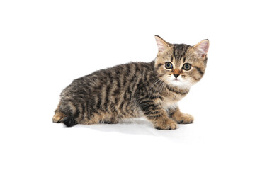 a small fluffy kitten on a white isolated background