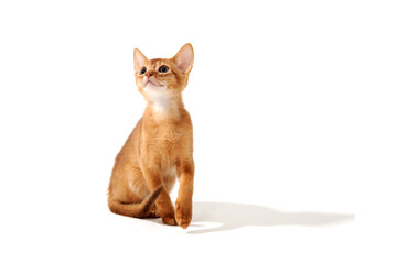 ginger purebred kitten sits on an isolated white background