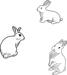 rabbit illustration vector sketch design