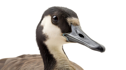 side view, close up a cute canada goose's head isolated on transparent background. 