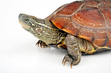 Chinesische Dreikielschildkröte // Chinese pond turtle  (Mauremys reevesii)
