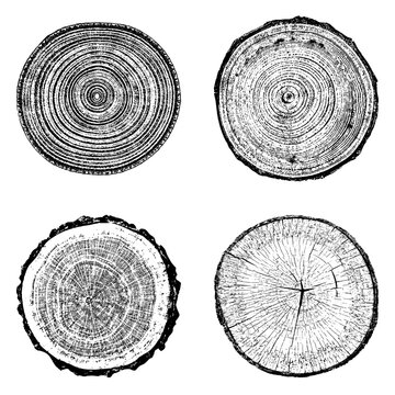 Tree stump circle rings. Wood log silhouette print.
