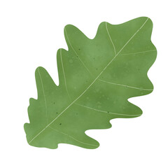 oak leaf isolated on white