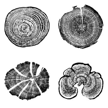 Tree stump circle rings. Wood log silhouette print.