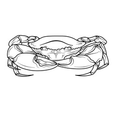 Serrated mud Crab