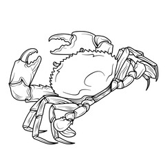 Serrated mud Crab