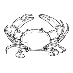 Serrated mud Crab