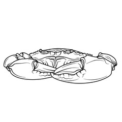 Serrated mud Crab