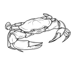 Serrated mud Crab