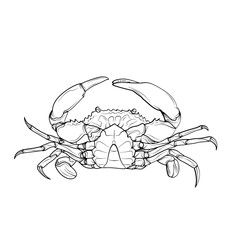 Serrated mud Crab