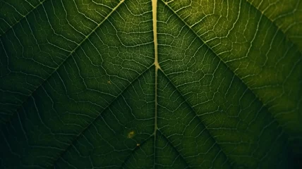 Foto op Canvas Star gooseberry leaf texture macro background © alisaaa