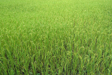 Green rice fields approaching harvest season