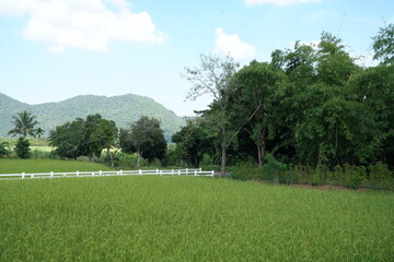 Fototapeta na wymiar Green rice fields approaching harvest season