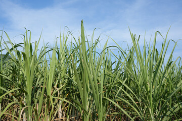 Sugar cane fields can be used as food and fuel.