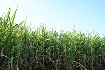 Fototapeta premium Sugar cane fields can be used as food and fuel.