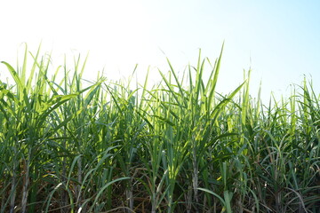 Sugar cane fields can be used as food and fuel.