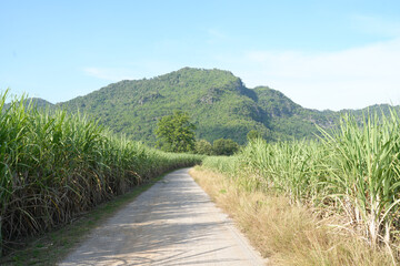 Fototapeta na wymiar Sugar cane fields can be used as food and fuel.