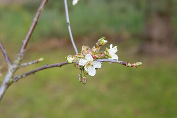 The first flower and buds on a cherry tree branch in early spring. Close-up
