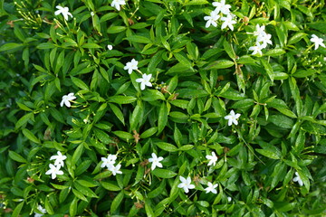 Green leaf nature background for text