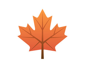 Vector star-shaped leaf of the maple tree icon