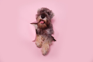 Miniature Schnauzer dog sticking out of a hole in pink background. Pet through a hole in a pink studio background
