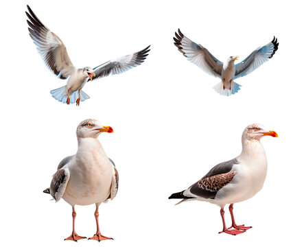 Set of seagulls